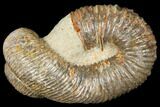 Fossil Heteromorph (Nostoceras) Ammonite - Madagascar #129520-2